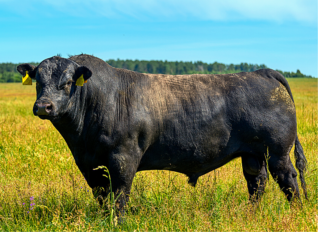 Angus-Bull.png