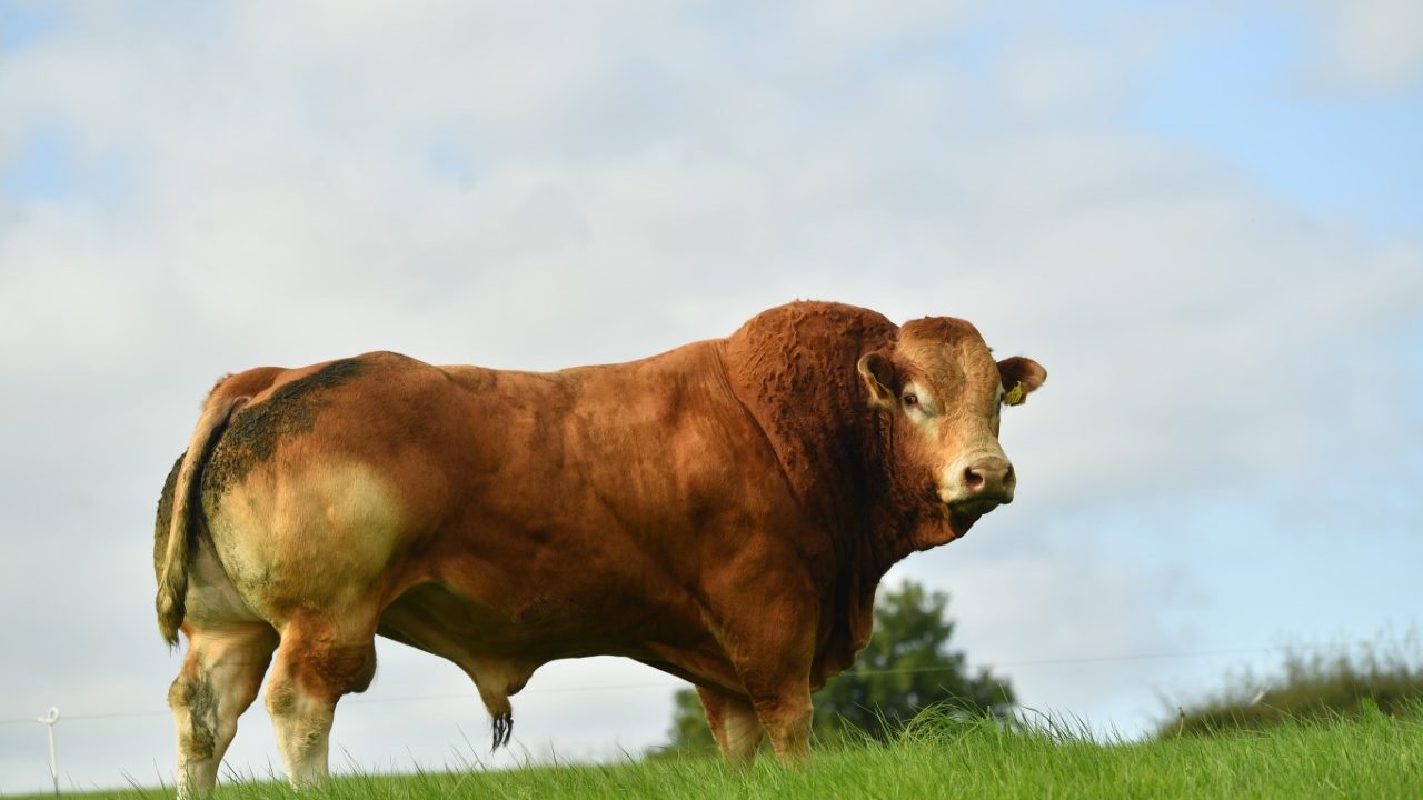 Limousin.jpg