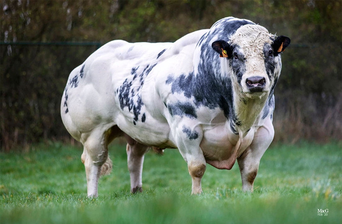 belgian-blue-adapte-de-fooz.jpg